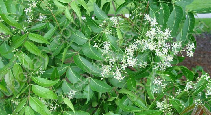 প্রাকৃতিক যত্নে ভরসা নিমপাতা