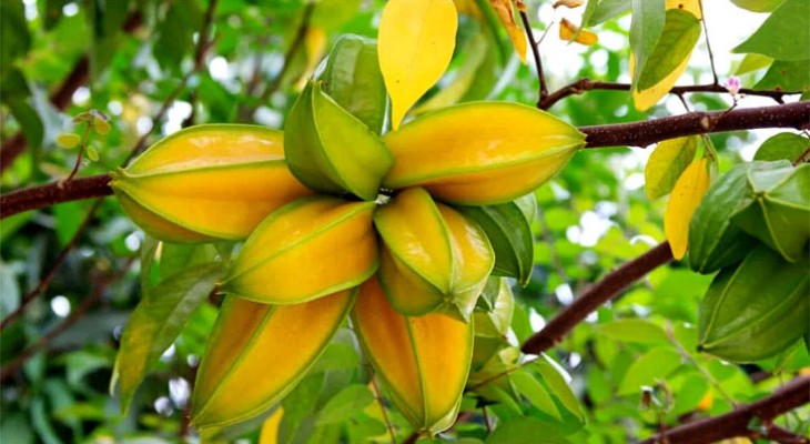 টবে সহজেই বেড়ে উঠতে পারে যে ৩ ফলের গাছ