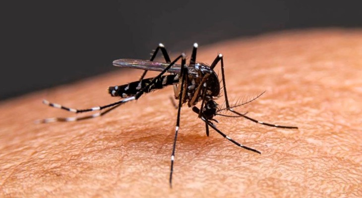 ২৪ ঘণ্টায় ডেঙ্গুতে একজনের মৃত্যু, হাসপাতালে ২৪২